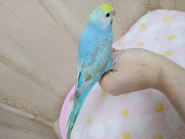 ナデナデ動画あり!大人気カラーのレインボーセキセイさん!ベタなれですよ〜 セキセイインコ
