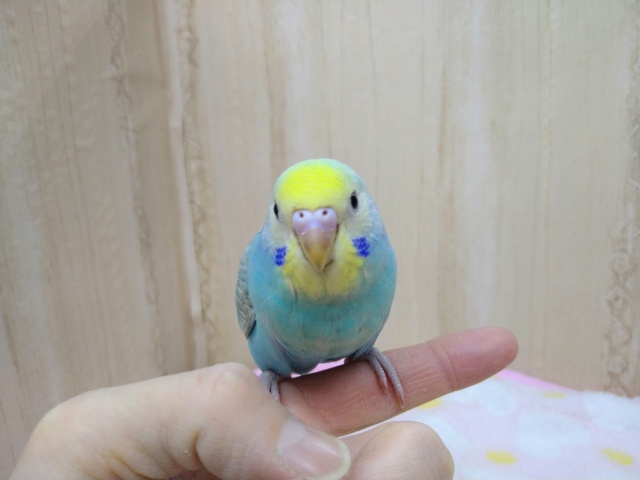 ナデナデ動画あり!大人気カラーのレインボーセキセイさん!ベタなれですよ〜 セキセイインコ