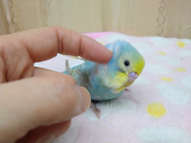 ナデナデ動画あり!大人気カラーのレインボーセキセイさん!ベタなれですよ〜 セキセイインコ