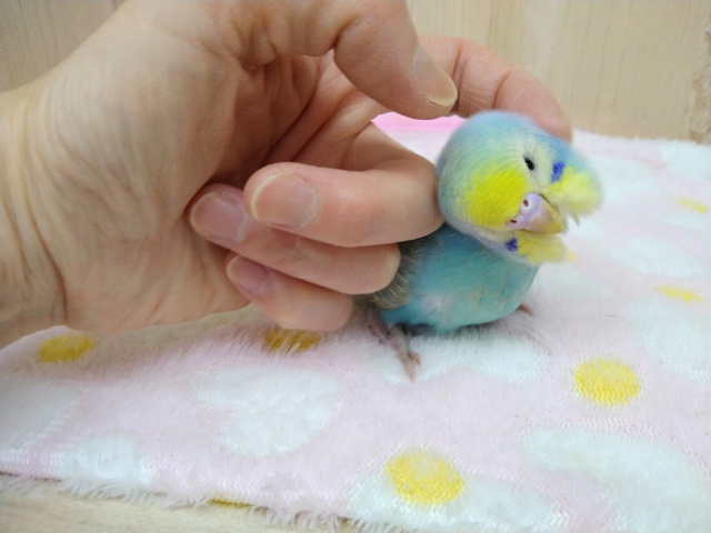 ナデナデ動画あり!大人気カラーのレインボーセキセイさん!ベタなれですよ〜 セキセイインコ