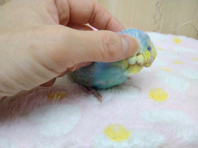 ナデナデ動画あり!大人気カラーのレインボーセキセイさん!ベタなれですよ〜 セキセイインコ