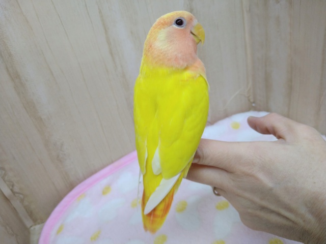 コザクラインコ（小桜インコ）
