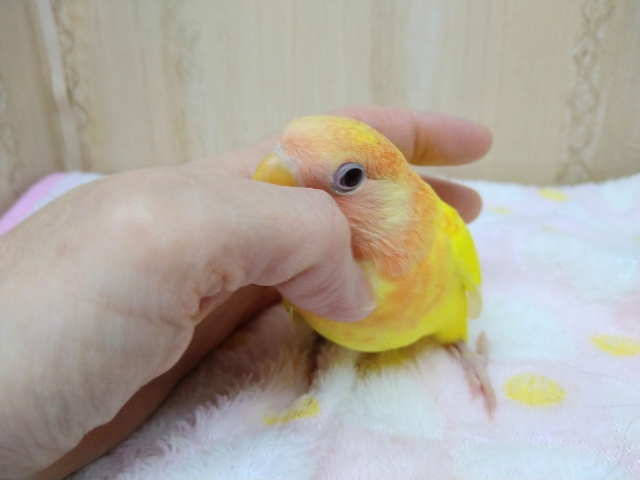 コザクラインコ（小桜インコ）