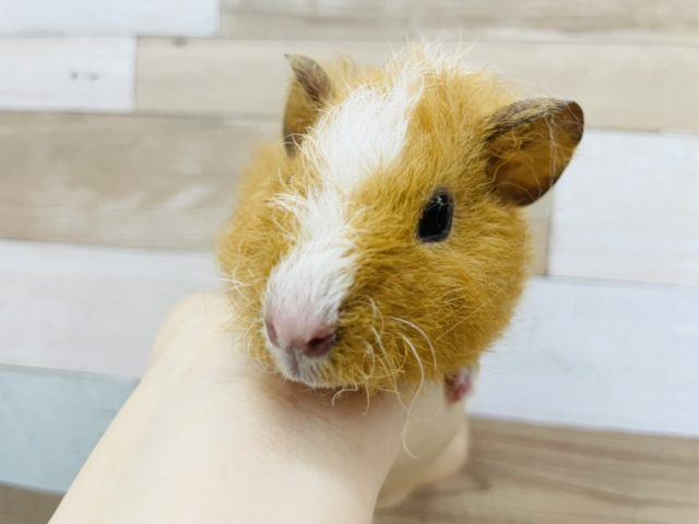 テディモルモット