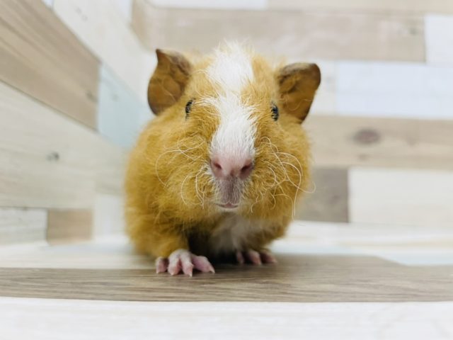 テディモルモット