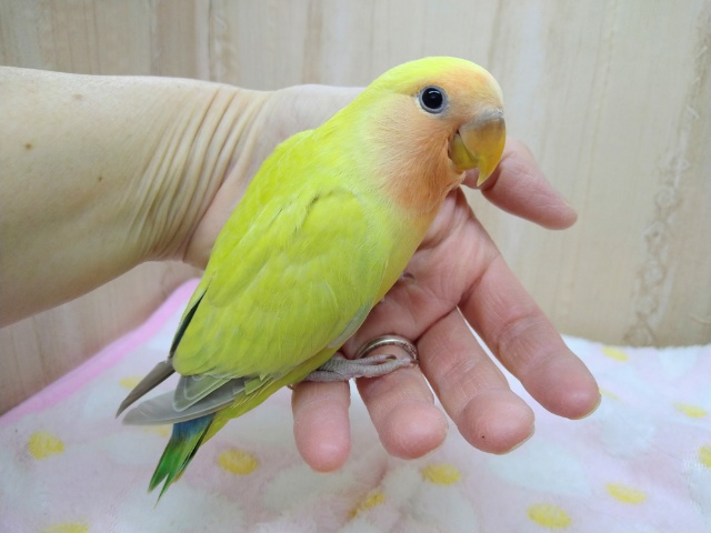 コザクラインコ（小桜インコ）