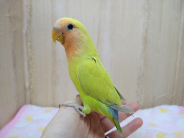 コザクラインコ（小桜インコ）