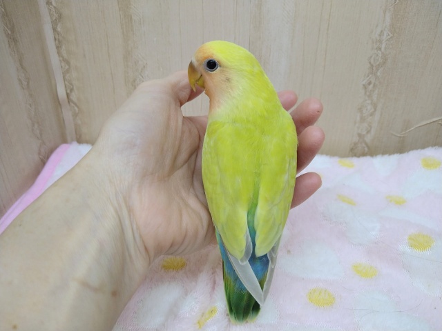 コザクラインコ（小桜インコ）