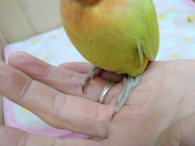コザクラインコ（小桜インコ）