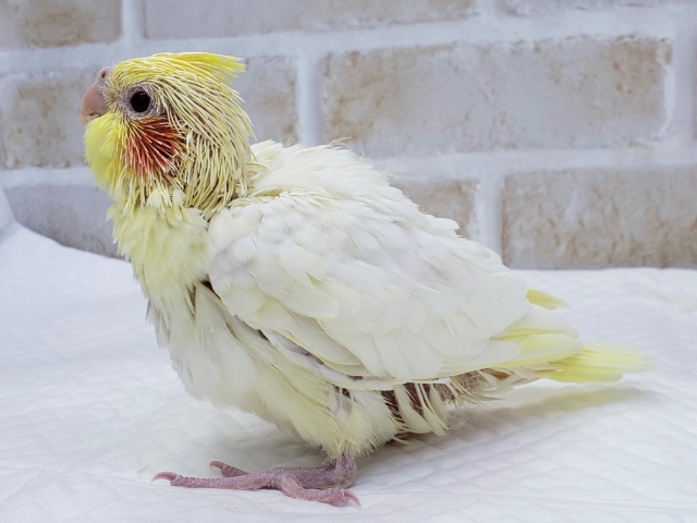 オカメインコ