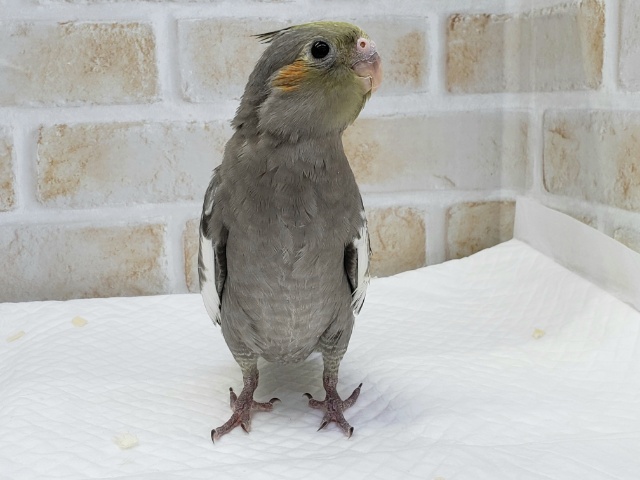 オカメインコ
