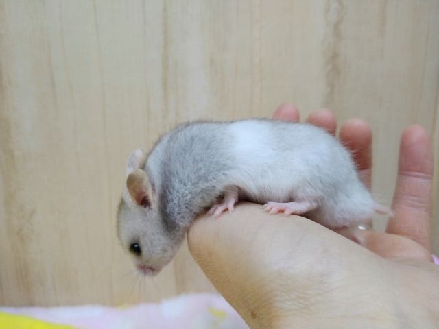 ゴールデンハムスター