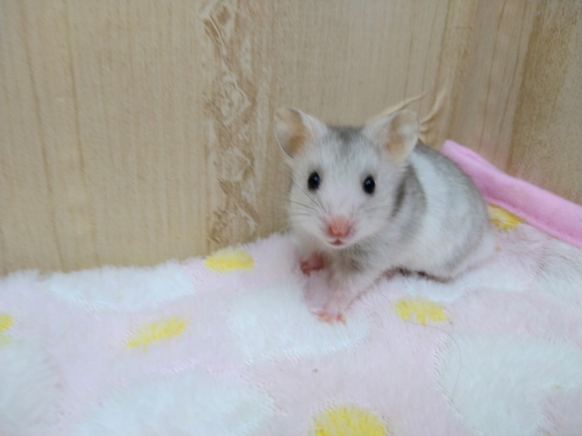 ゴールデンハムスター