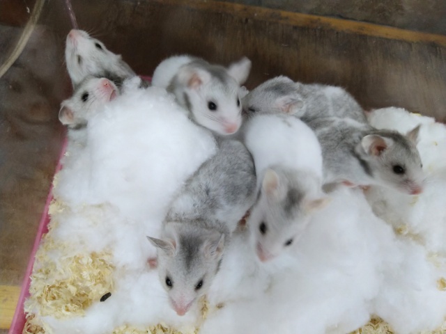 ゴールデンハムスター