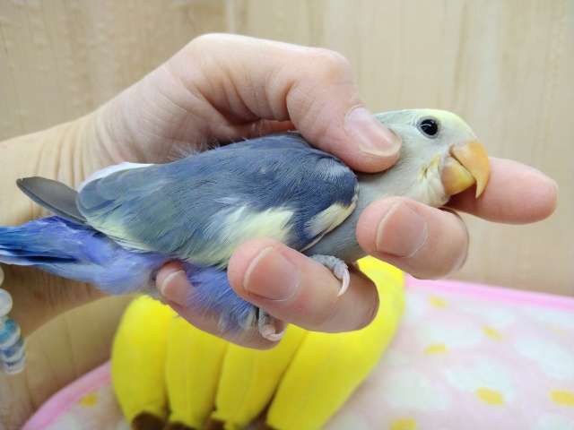 コザクラインコ（小桜インコ）