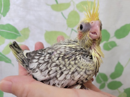 オカメインコ