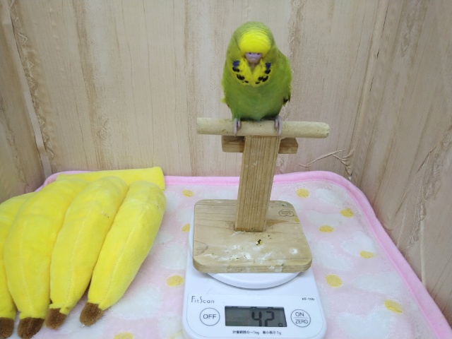 ジャンボセキセイインコ