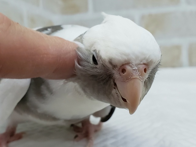 オカメインコ