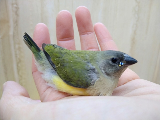 激レアで激カワな天使!コキン鳥ヒナいますよ〜 コキンチョウ
