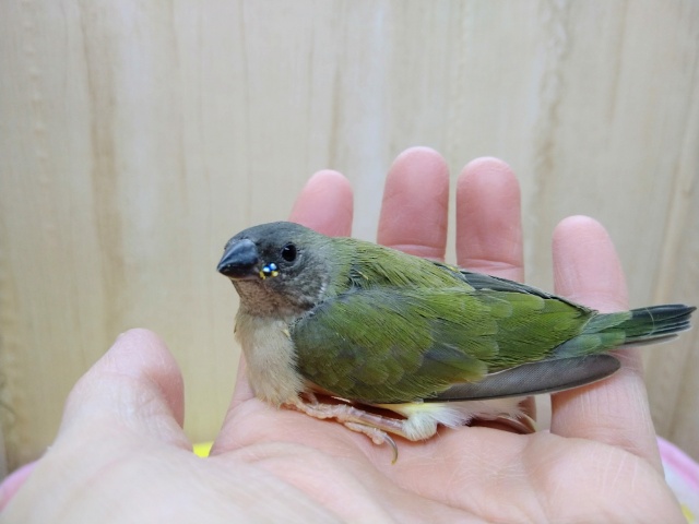 激レアで激カワな天使!コキン鳥ヒナいますよ〜 コキンチョウ