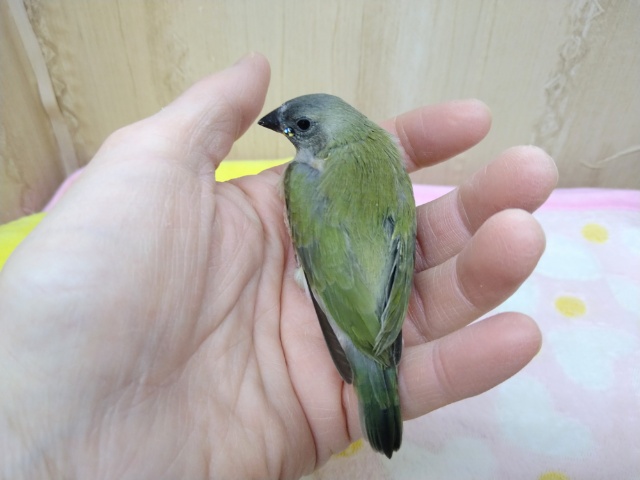 激レアで激カワな天使!コキン鳥ヒナいますよ〜 コキンチョウ