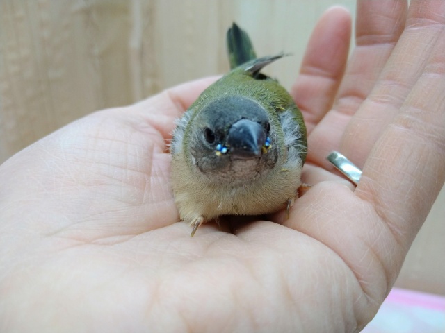 激レアで激カワな天使!コキン鳥ヒナいますよ〜 コキンチョウ