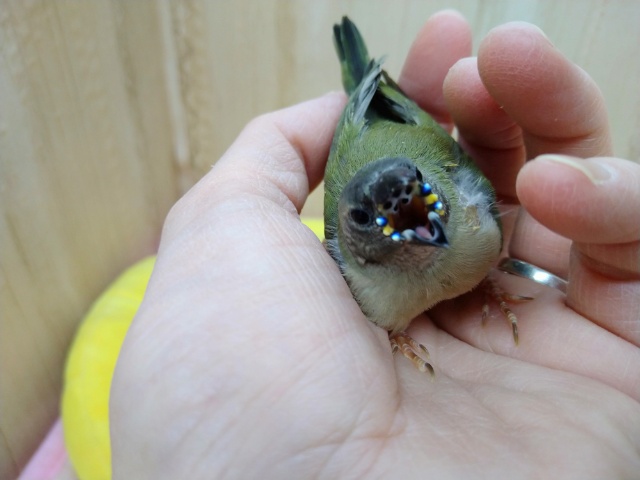 激レアで激カワな天使!コキン鳥ヒナいますよ〜 コキンチョウ