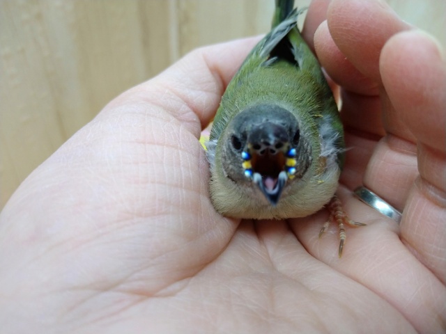 激レアで激カワな天使!コキン鳥ヒナいますよ〜 コキンチョウ