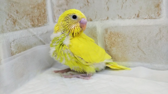 セキセイインコ