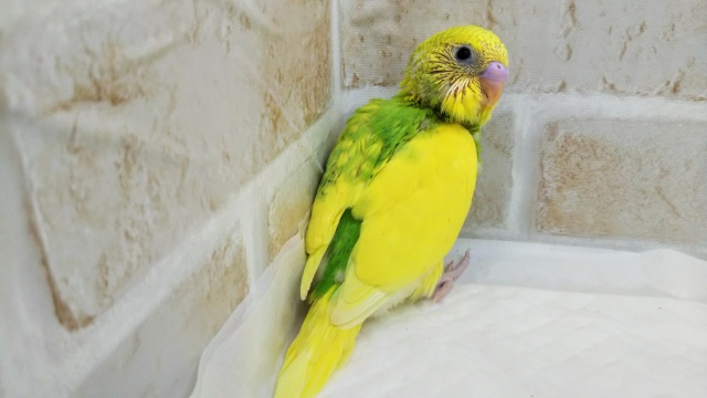 セキセイインコ