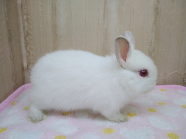 ドワーフラビット