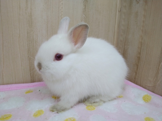 ドワーフラビット