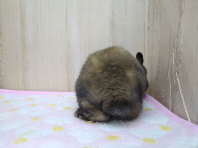 ドワーフラビット