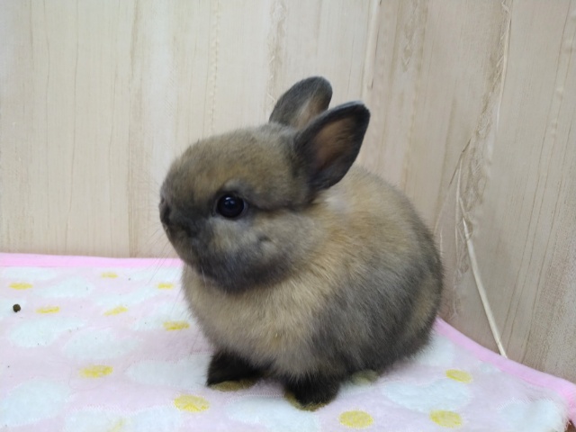 ドワーフラビット