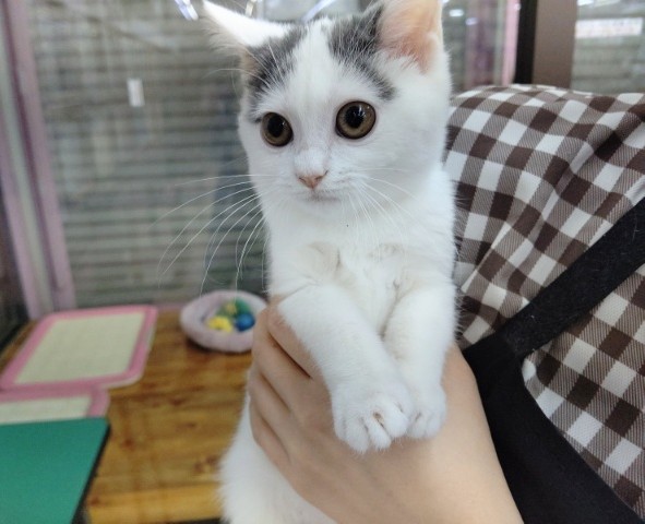 スコティッシュフォールド