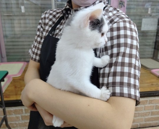 スコティッシュフォールド