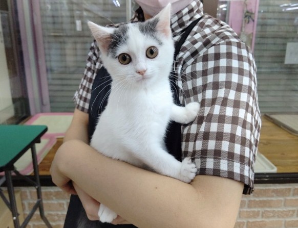 スコティッシュフォールド