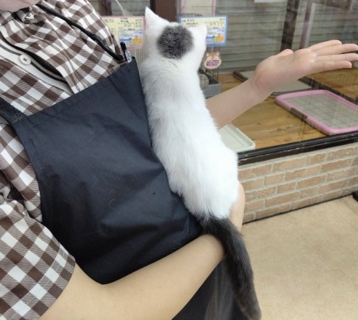 スコティッシュフォールド