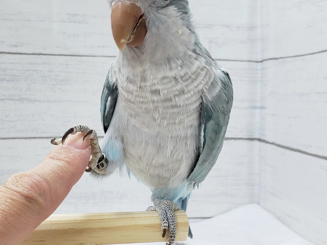オキナインコ