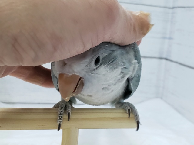 オキナインコ