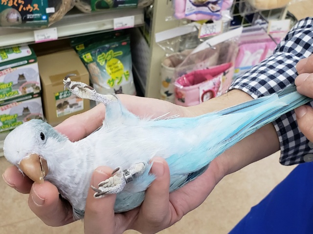 オキナインコ