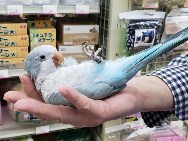 オキナインコ