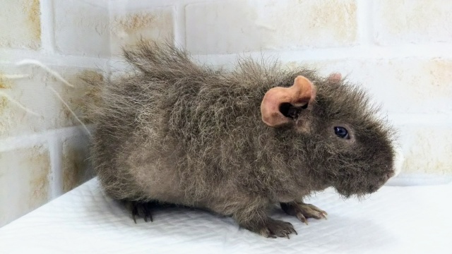 スキニーギニアピッグ