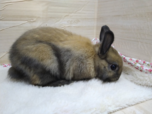 ドワーフラビット