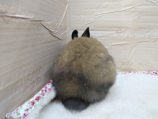 ドワーフラビット