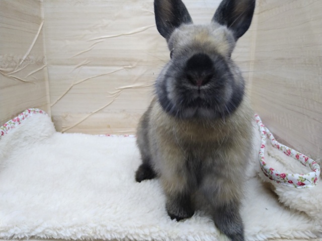 ドワーフラビット