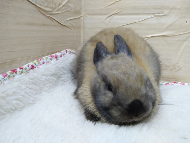 ドワーフラビット