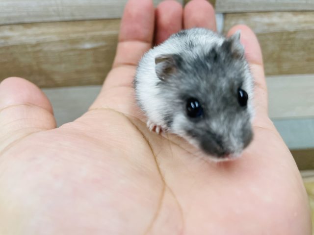 ジャンガリアンハムスター