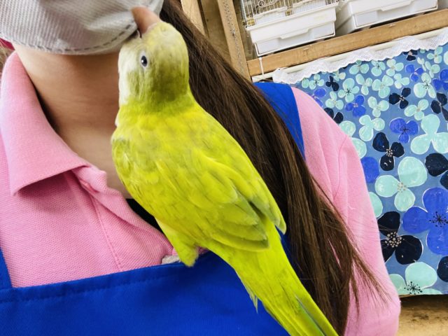 オキナインコ