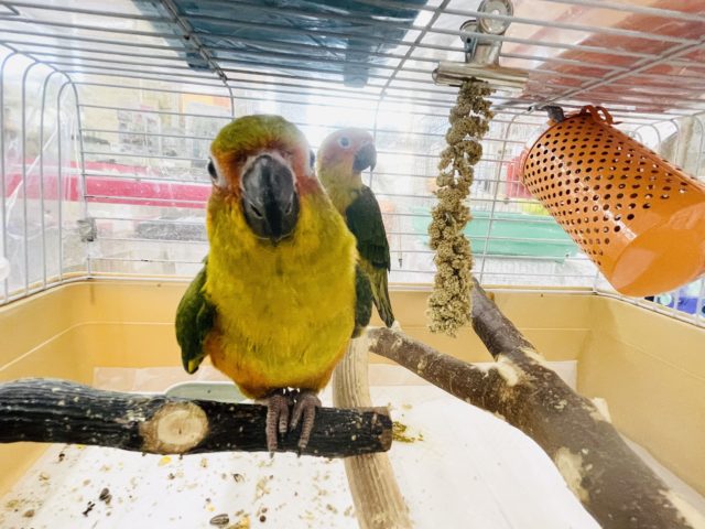 コガネメキシコインコ